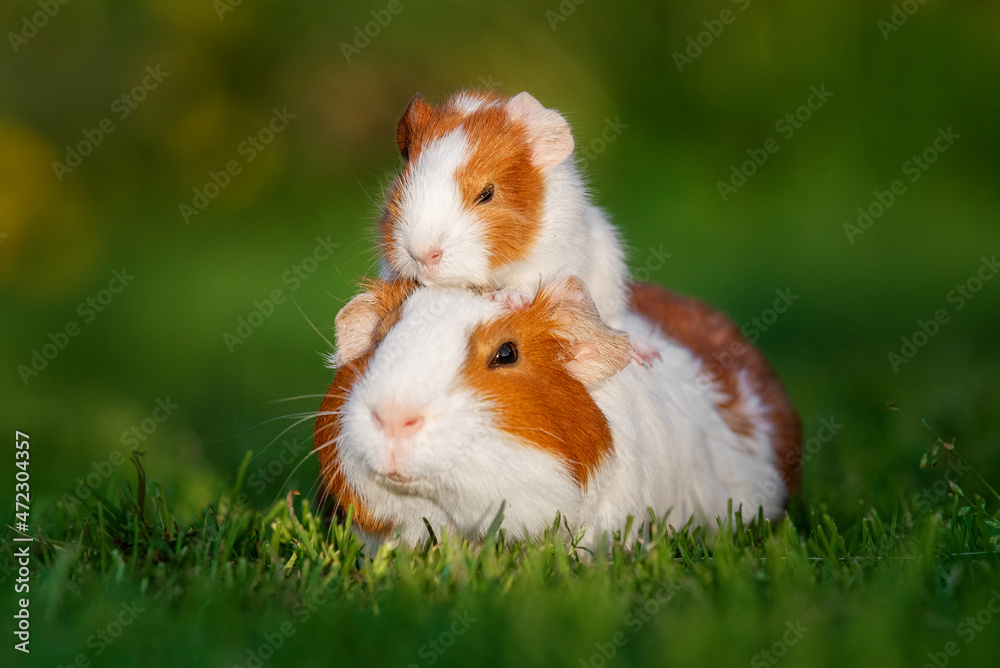 Wall mural little guinea pig baby sitting on it's mother back outdoors in summer - Wall murals