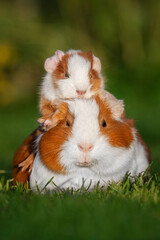 Little guinea pig baby sitting on it's mother back outdoors in summer - 472304318