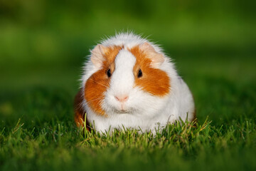 Lovely guinea pig in summer