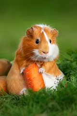 Fotobehang Funny fat guinea pig with a carrot in summer © Rita Kochmarjova