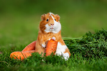 Funny fat guinea pig with a carrot in summer - obrazy, fototapety, plakaty