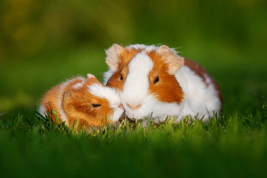 Guinea pig mother with a guinea pig baby outdoors in summer