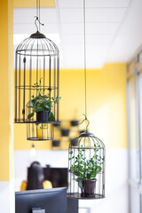 Decorative birdcage hanging in a modern coworking office. Plants inside.