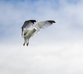 seagull in flight