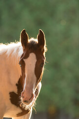 horse portrait of pinto colored Canadian Sport horse warmblood foal colt equine portrait with spring time background backlit showing foals whiskers with  vertical format room for  type green backdrop