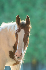 Naklejka na ściany i meble horse portrait of pinto colored Canadian Sport horse warmblood foal colt equine portrait with spring time background backlit showing foals whiskers with vertical format room for type green backdrop