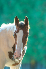 horse portrait of pinto colored Canadian Sport horse warmblood foal colt equine portrait with spring time background backlit showing foals whiskers with  vertical format room for  type green backdrop