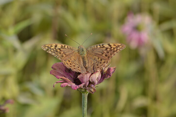 Butterfly collecting nectar on a flower