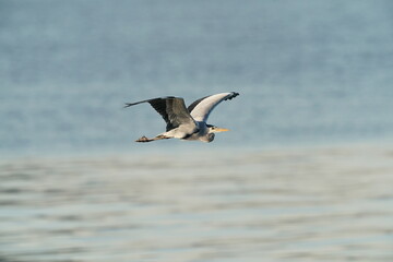 Fototapeta na wymiar grey heron in flight