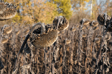 Withered sunflowers in the autumn field. Ripened Dry sunflowers ready for harvesting