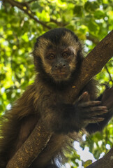 Little monkey on the tree