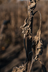 Field with dry brown sunflowers. Ripened dry sunflowers ready for harvesting.