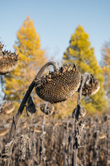 Withered sunflowers in the autumn field against blue sky. Ripened dry sunflowers ready for harvesting