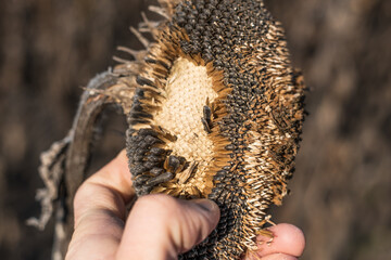 Large dried sunflower in the field, close-up. Drought and agricultural crops. Ripe sunflower seeds