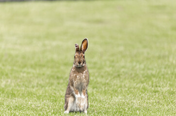Jack rabbit with missing ear