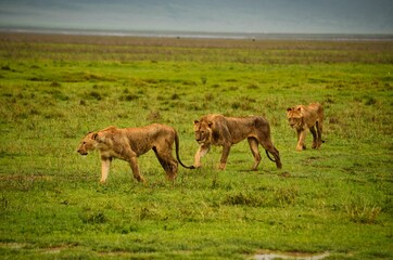 lion family on the hunts. 3 lions in serengti National Park in Tanzania.large savannah in middle africa.Wildlife picture