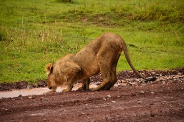 Obraz premium lion drinks from a puddle of water in serengeti national park tanzania. Tourist on safari. lion portrait. Big Cat