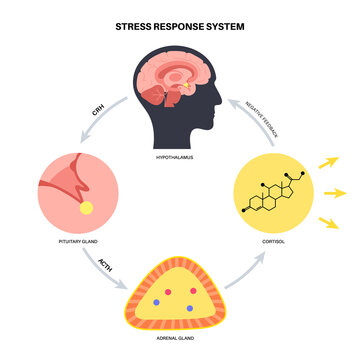 Stress responce system