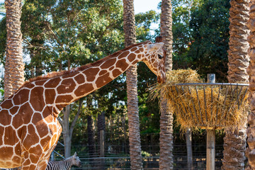 Beautiful giraffe eating hay from a hay basket hanging in the air, animal feeding equipment against trees and palms. A large Giraffa camelopardalis reticulata eating dry hay from a feeder in a park