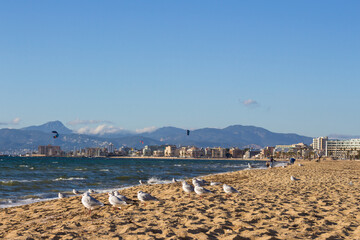 Slender billed seagulls on a beach at the coast of Arenal, Majorca. Mediterranean sea.