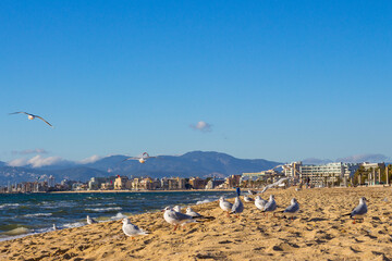 Fototapeta na wymiar Flock of seagulls (Laurus genei) on a beach at the coast of Arenal, Majorca. Mediterranean sea.