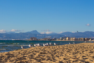 Fototapeta na wymiar Flock of seagulls (Larus genei) on a beach at the coast of Arenal, Majorca. Mediterranean sea.