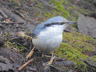 grey heron on the ground