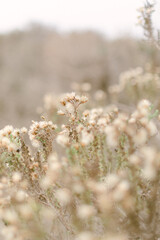 dry autumn flower branch in the mountains 