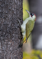 Dzięcioł zielony (Aegithalos caudatus) © Jan Przybyła