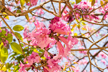Flores Rosas