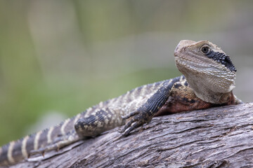 Eastern Water Dragon resting on log
