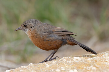 Australian Rock Warbler perched on sandstone rock