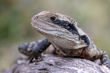 Close up of an Australian Eastern Water Dragon