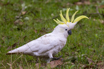Sulphur-crested Cockatoo with crest erect
