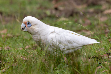 Little Corella feeding on grass seeds