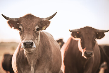 Obraz na płótnie Canvas Two cows with big horns staring - Grass-fed farm livestock