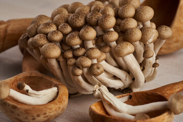 Brown shimeji mushrooms closeup