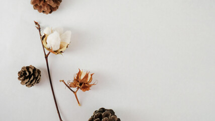 Autumn season flat lay with cotton and pine cones isolated on white background for Thanksgiving holiday.