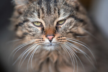 Close up portrait of a cat with beautiful eyes