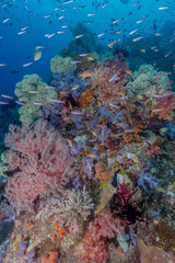 Naklejka na ściany i meble Indonesia, West Papua, Raja Ampat. Coral reef scenic.