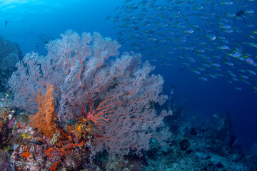 Fototapeta na wymiar Indonesia, West Papua, Raja Ampat. Coral reef scenic.