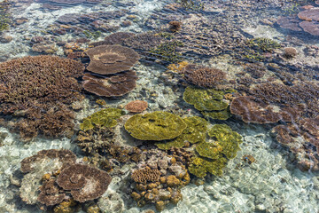 Indonesia, West Papua, Raja Ampat. Hard coral in shallow water.