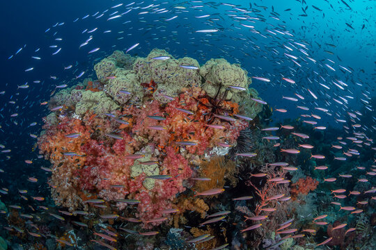 Indonesia, West Papua, Raja Ampat. Coral Reef Scenic.