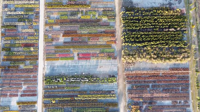 Aerial view of colorful seedlings of ornamental 