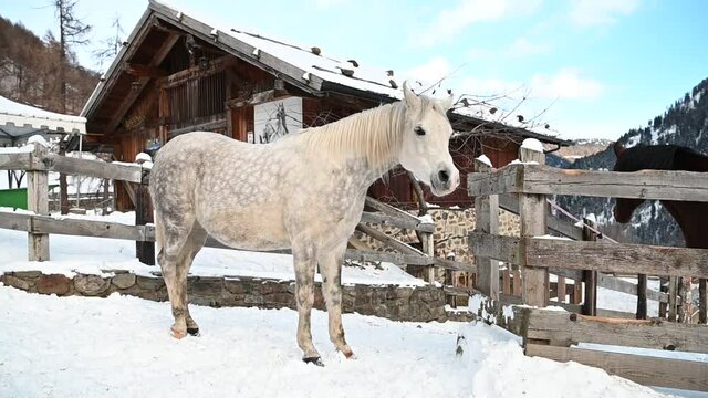 cavallo arabo neve 