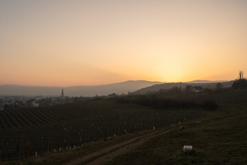 Naklejka na ściany i meble sunset over the vineyards