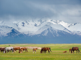 Fototapeta na wymiar Horses on their summer pasture. Alaj Valley in front of the Trans-Alay mountain range in the Pamir Mountains. Central Asia, Kyrgyzstan