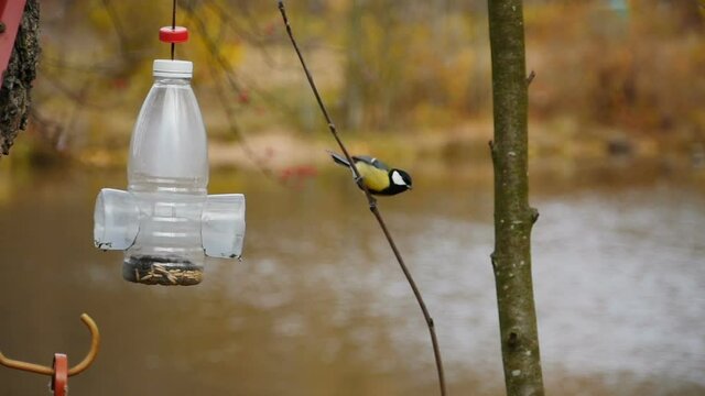 titmouse flies masterly at the feeder 