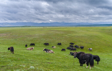 Domestic Yak on their summer pasture, typical Yurt of herders in the background. Alaj Valley in front of the Trans-Alay mountain range in the Pamir Mountains. Central Asia, Kyrgyzstan