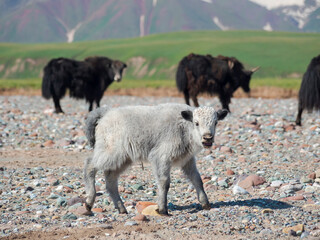 Domestic Yak on their summer pasture. Alaj Valley in the Pamir Mountains. Central Asia, Kyrgyzstan
